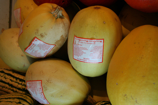 Squash - Spaghetti (LOCAL)